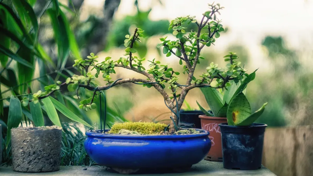 Jak pielęgnować drzewko bonsai